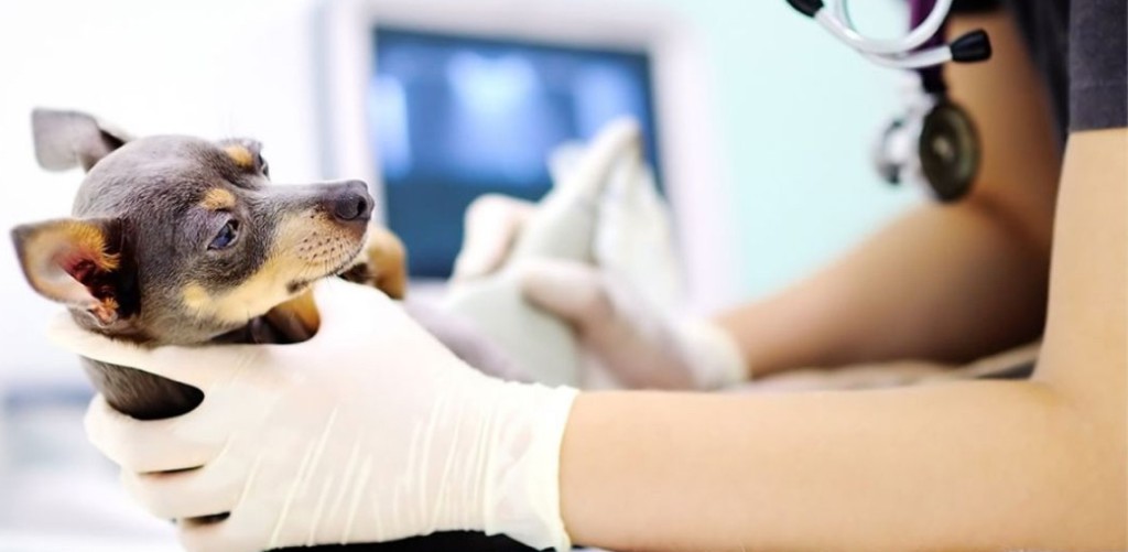 如要驗血、x光、超聲波，加起來就差不多要$5千元。