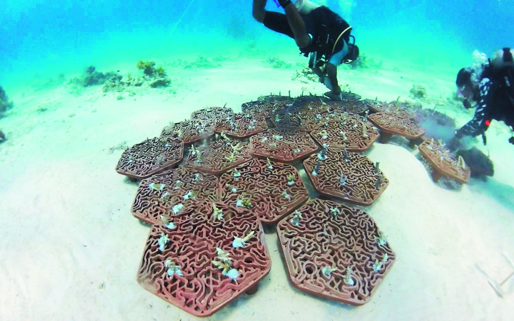 Archireef利用3D打印技術助力海洋生態修復,展現可持續發展的潛力。 Archireef利用3D打印技術助力海洋生態修復,展現可持續發展的潛力。