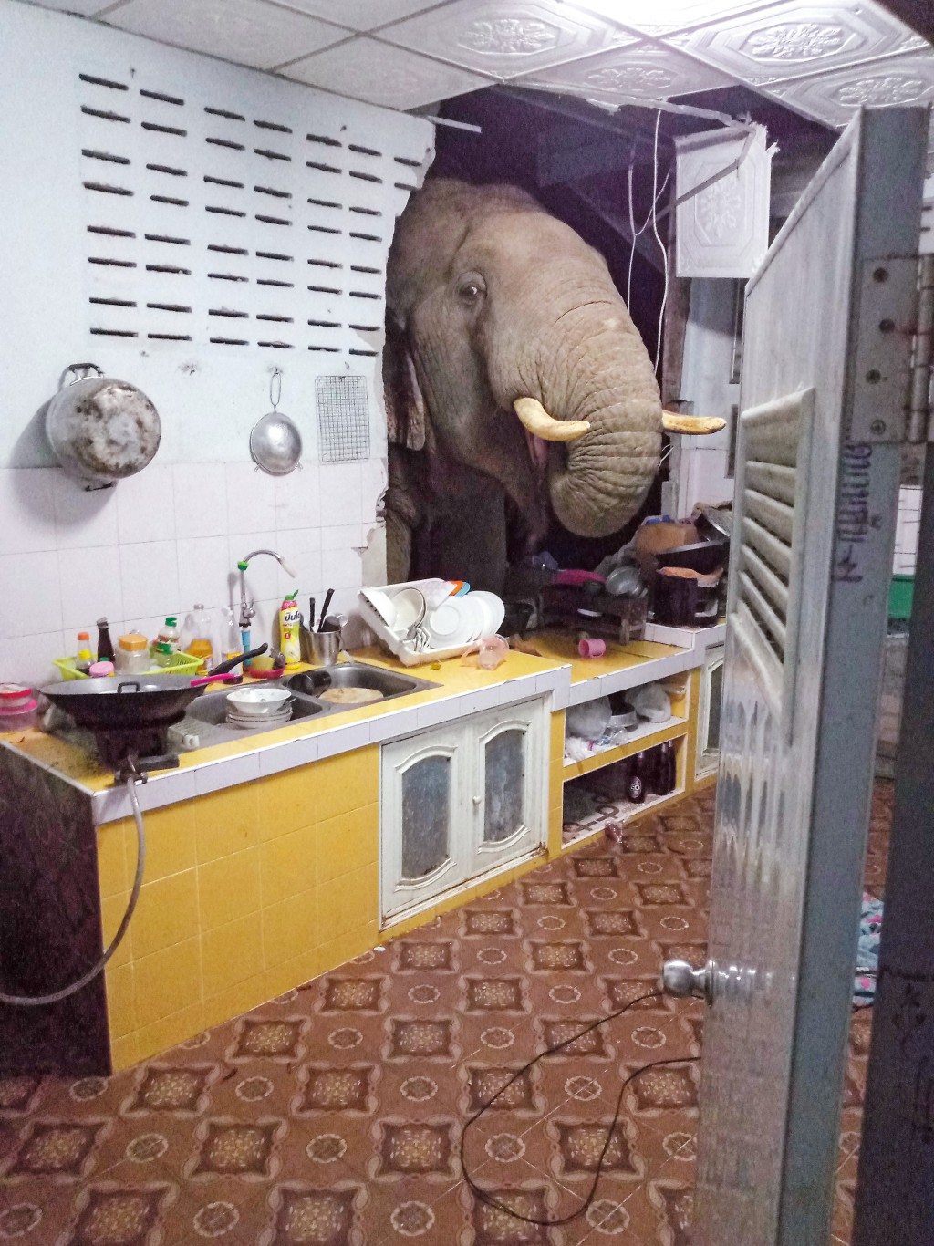 被放養到野外的大象很多時闖進民居覓食， 曾有一頭大象撞穿廚房牆壁找尋食物。
