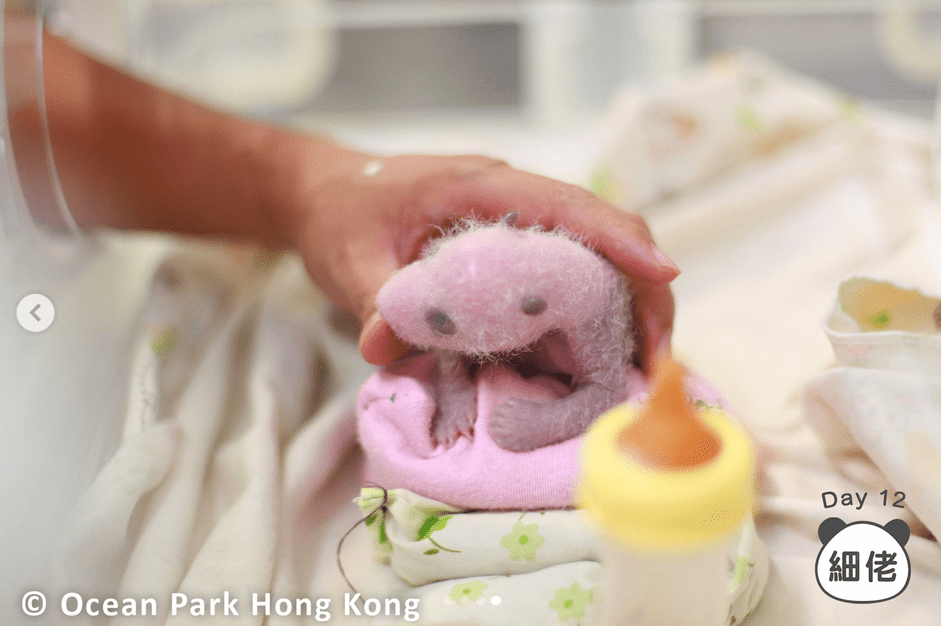 大熊貓龍鳳胎細佬 大熊貓龍鳳胎細佬