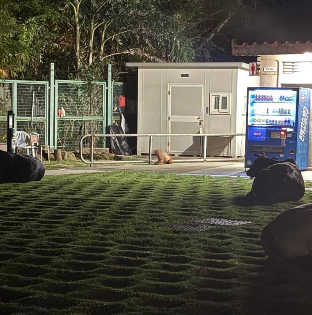 志永隊長在5月10日深夜12時抵達現場見到狗狗。 志永隊長在5月10日深夜12時抵達現場見到狗狗。