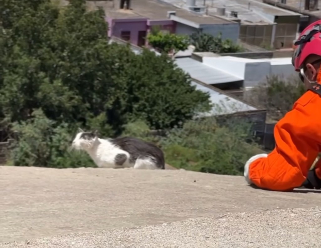 貓咪氣定神閒。