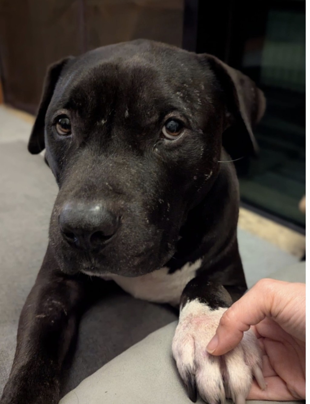 Baku同樣被漁護署以格鬥犬為理由帶走。