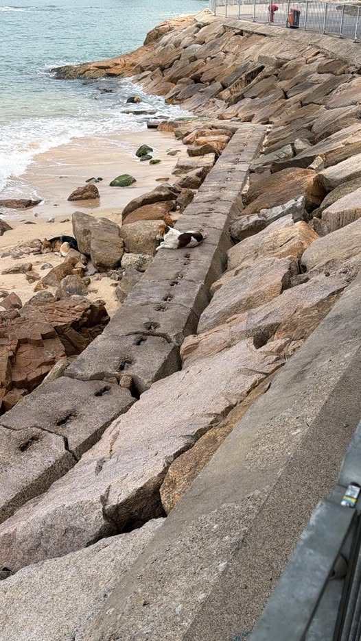 街坊拍下相片通知玲姐，之後陸續有街坊拍下狗狗身影向玲姐報告行蹤。