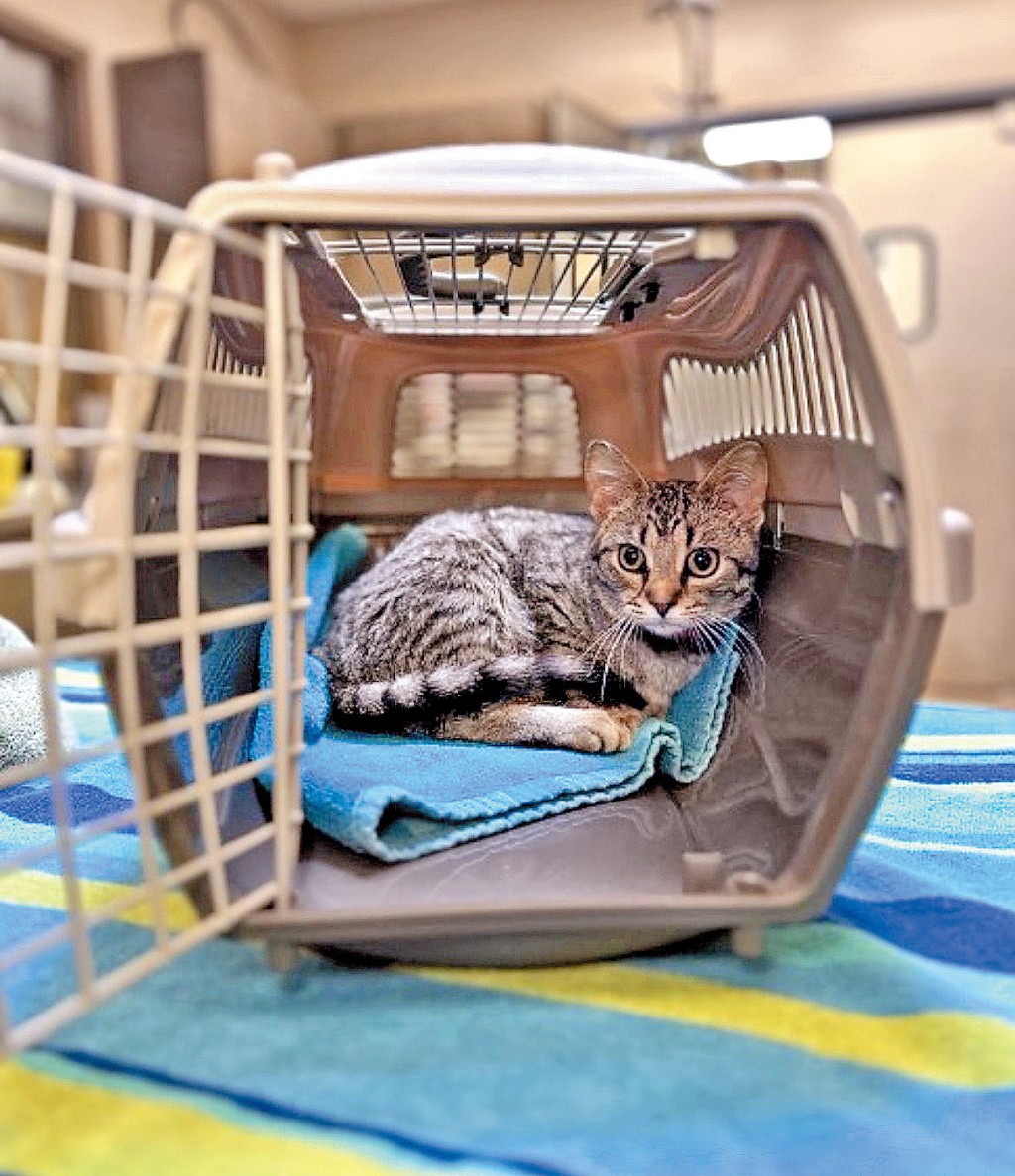 平日做定入籠訓練,讓貓貓覺得手提箱是安全的。 平日做定入籠訓練,讓貓貓覺得手提箱是安全的。