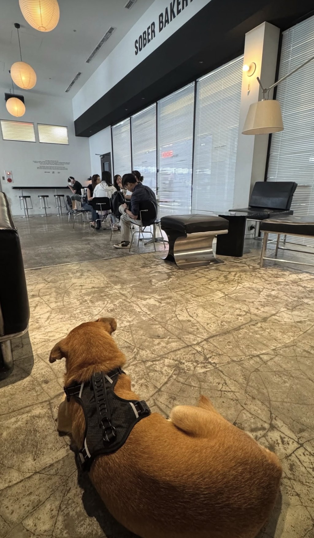小黃事後陪飼主去飲咖啡，在店外守候。