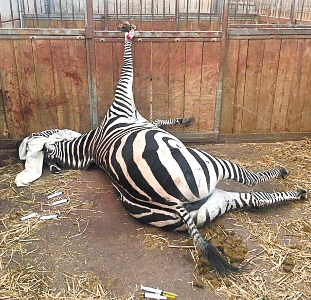 員工爆料指動物園管理 混亂,令動物遭受不必要的傷害,如斑馬倒掛鐵欄、長頸鹿被圍欄弄傷頭部,甚至袋鼠餓至皮包骨等。 員工爆料指動物園管理 混亂,令動物遭受不必要的傷害,如斑馬倒掛鐵欄、長頸鹿被圍欄弄傷頭部,甚至袋鼠餓至皮包骨等。