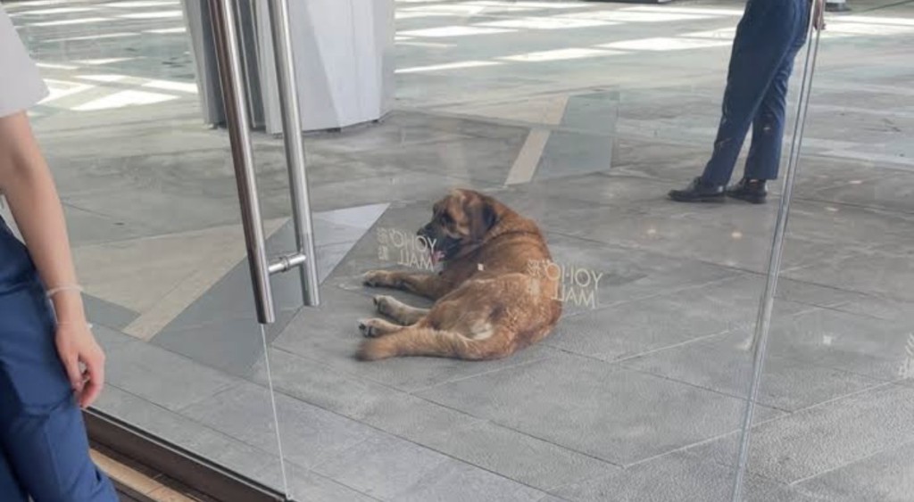 拉里上月在元朗YOHO徘徊及咬傷哥基犬而被漁護署捉走。