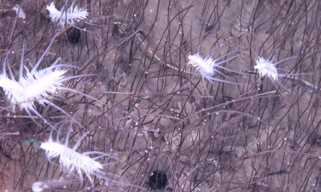 杜夢然於二四年與團隊在海底深淵發現一整片管蟲和雙殼類軟體動物,改變了科學界對深海生命分布的認識。 杜夢然於二四年與團隊在海底深淵發現一整片管蟲和雙殼類軟體動物,改變了科學界對深海生命分布的認識。