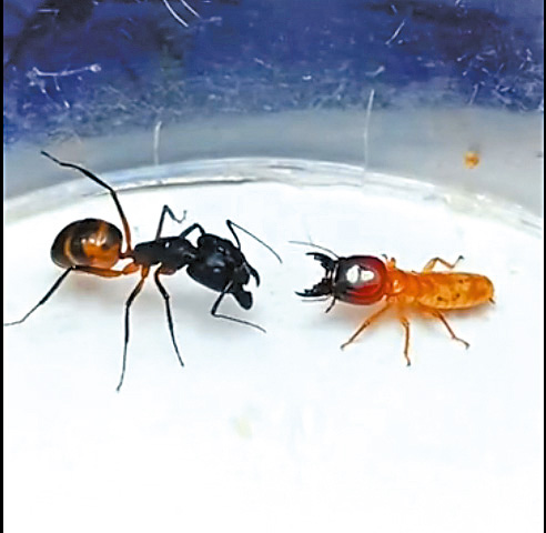 螞蟻體形雖然細小，但打鬥起來卻十分兇猛。