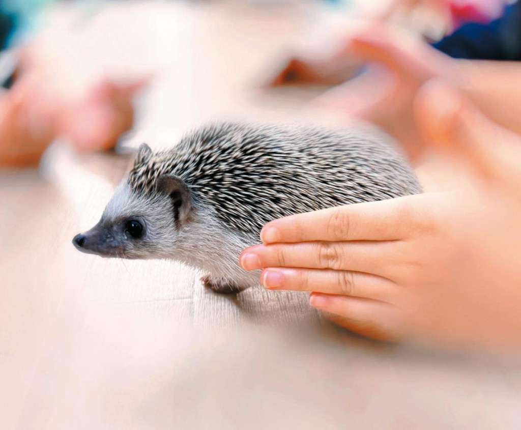 香港刺蝟協會除了提供刺蝟「醫生」為學童作出情緒支援,還可安排蜥蜴、守宮、蛇、貓和狗「醫 生」與學童交流。 香港刺蝟協會除了提供刺蝟「醫生」為學童作出情緒支援,還可安排蜥蜴、守宮、蛇、貓和狗「醫 生」與學童交流。