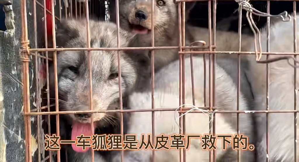 牠們生來就被困在惡劣的環境,最後被屠宰。 牠們生來就被困在惡劣的環境,最後被屠宰。