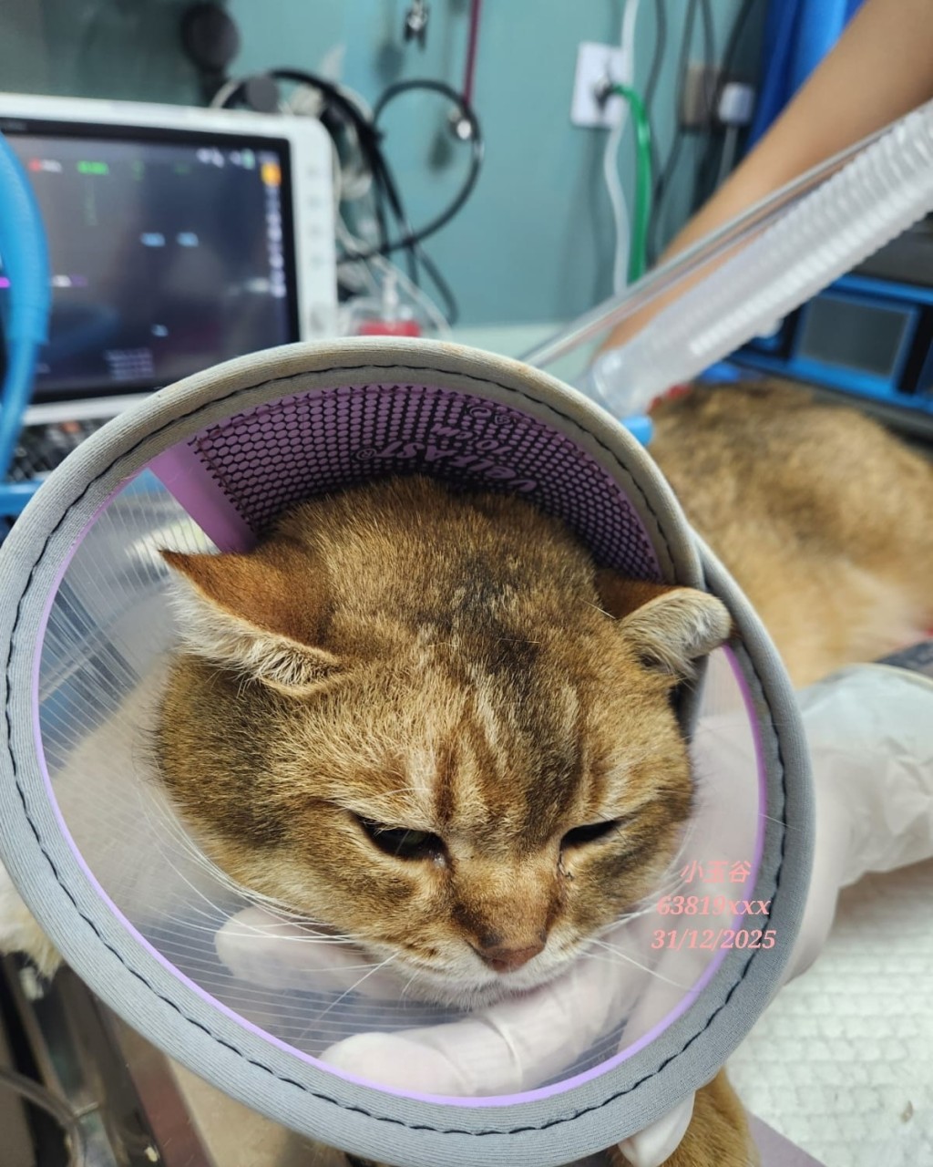 貓貓交由小玉谷送院診治。