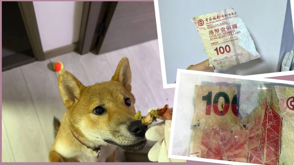 狗狗食了$100紙幣落肚 「屎味銀紙」可換新鈔？ 一文睇清點去銀行換污糟、損毀崩爛銀紙