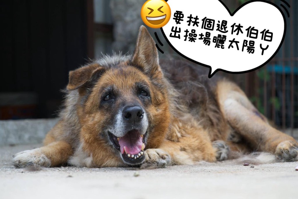 雖然不幸,但最後日子有沙律媽照顧,阿Ben總算笑得出。 雖然不幸,但最後日子有沙律媽照顧,阿Ben總算笑得出。
