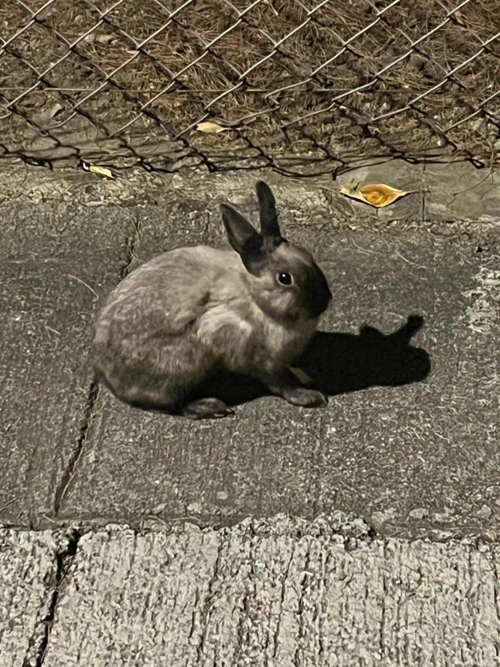 昨晚有人在荔景山路發現兔兔。