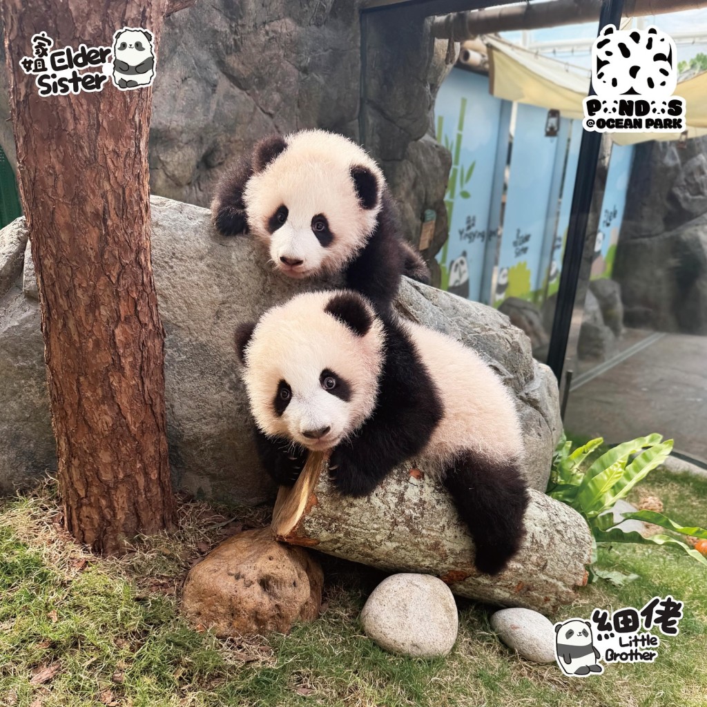 慶賀6隻大熊貓齊集香港！萬希泉x海洋公園推出「Panda Friends」陀飛輪腕表