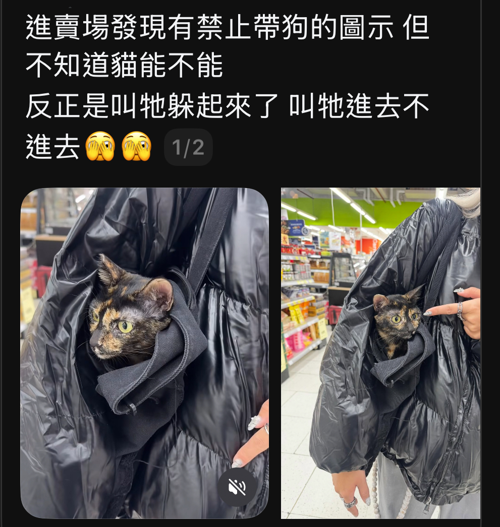 近年一名台灣貓主在threads發帖隨便用一個購物袋帶貓出街。 近年一名台灣貓主在threads發帖隨便用一個購物袋帶貓出街。