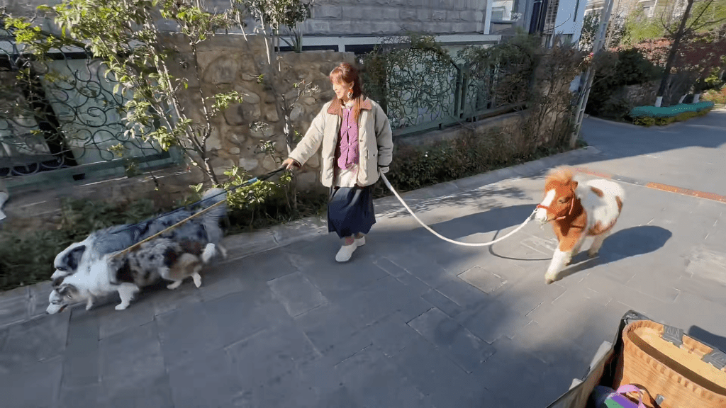 內地掀養小馬潮，有寵主拖着狗隻和小馬在住宅社區散步。