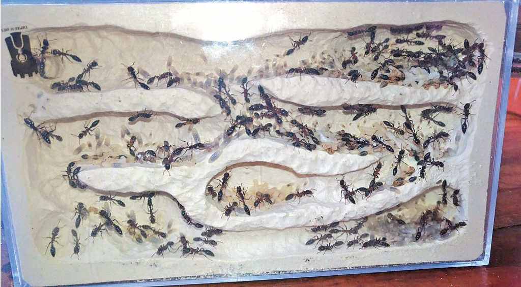 飼養螞蟻的透明膠箱內恍如地底下的蟻穴，蟻友從而觀看其日常生活。