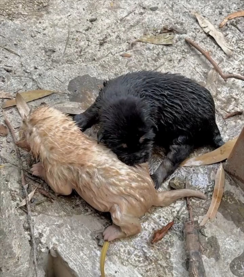 救上來，全身濕漉漉。