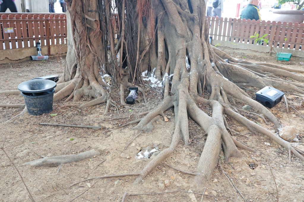 食環署及康文署近日在大樹四周布下「捕鼠陣」，幾乎每隔兩三步便有一個捕鼠器。