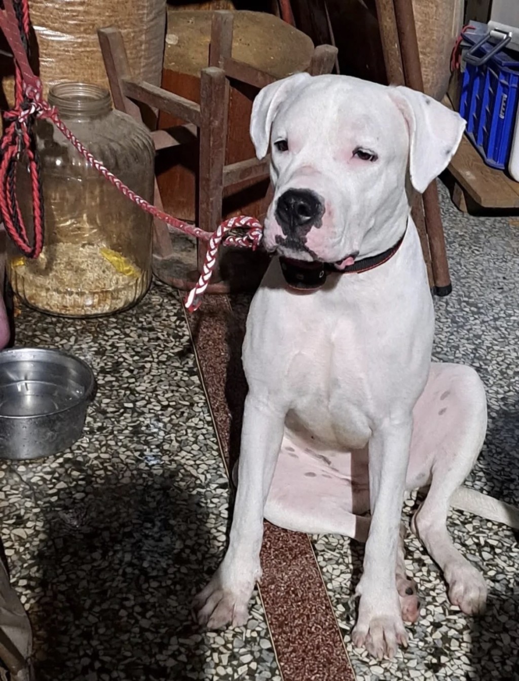 杜高犬「健康」在發現被虐後便人間蒸發,餘百動保人士及義工都找不到其蹤影。 杜高犬「健康」在發現被虐後便人間蒸發,餘百動保人士及義工都找不到其蹤影。