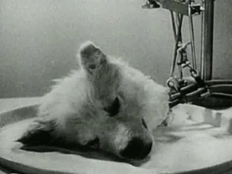 上世紀蘇聯科學家以斷開的狗頭進行實驗，以人造血液循環裝置，令實驗狗「復活」。