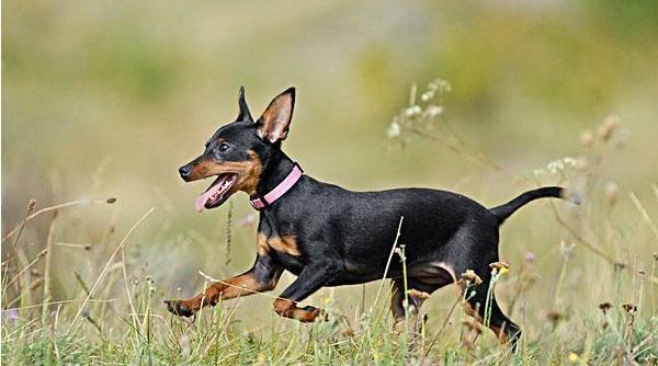 現時家犬都柏文都被逼剪耳及截尾。 現時家犬都柏文都被逼剪耳及截尾。