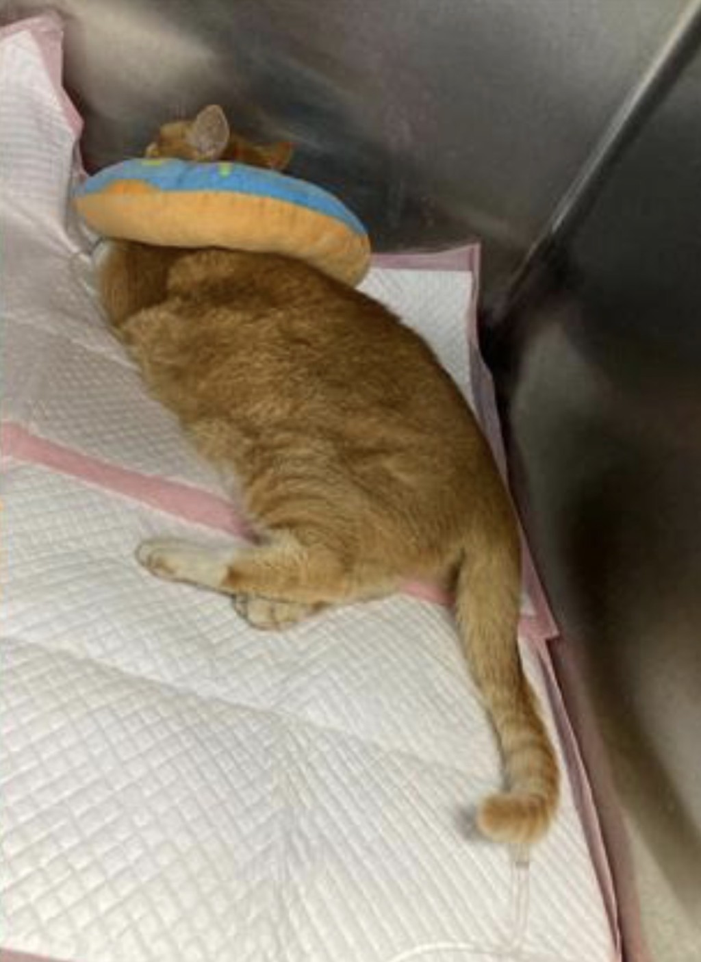 Ken Ken 2021年被車撞後骨折入院做手術。 Ken Ken 2021年被車撞後骨折入院做手術。