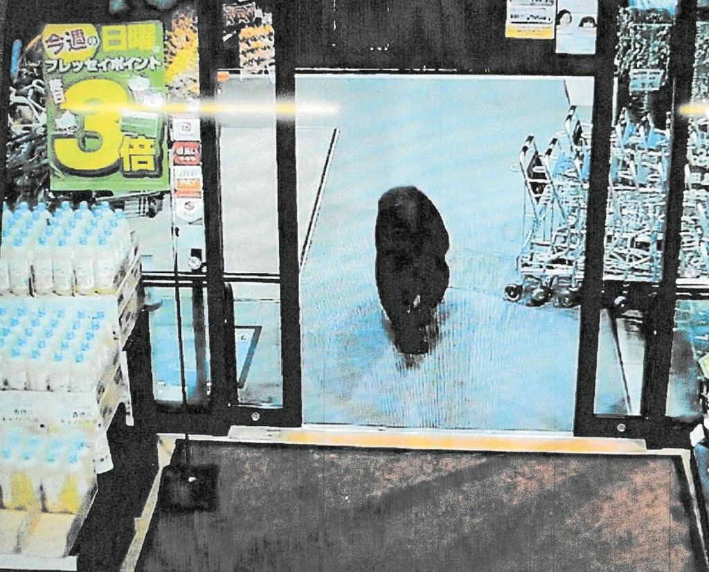 一隻黑熊大搖大擺的進入群馬縣沼田市一間超市覓食，並傷了兩名男子。