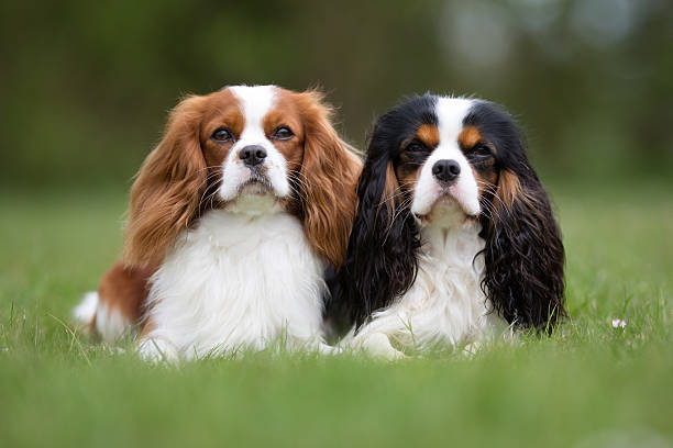 騎士查理王獵犬 (Cavalier King Charles Spaniel 騎士查理王獵犬 (Cavalier King Charles Spaniel