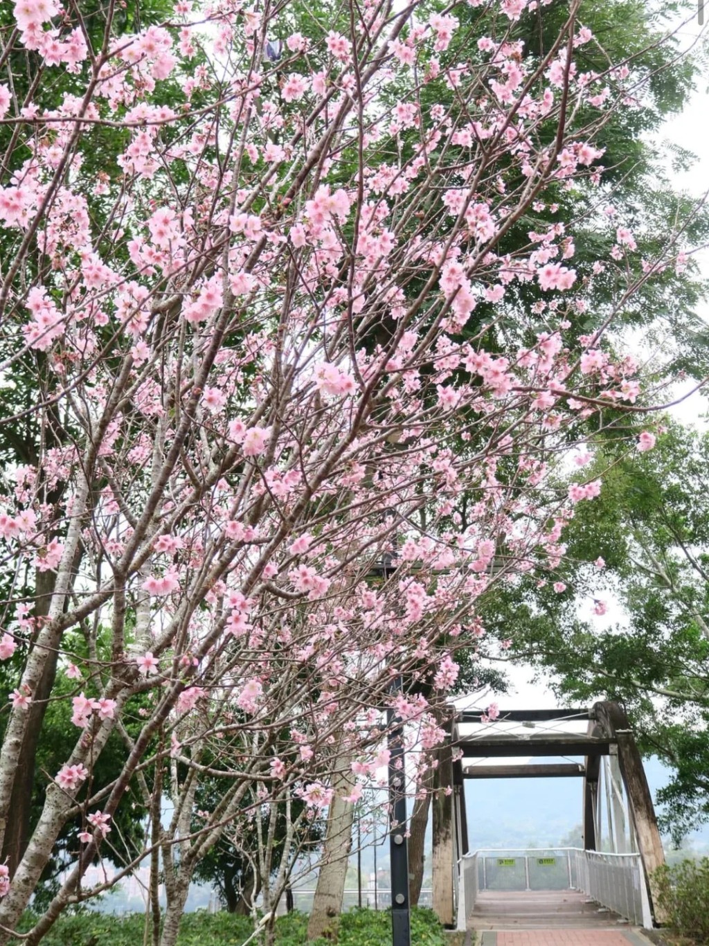 大埔海濱公園（圖源：小紅書）