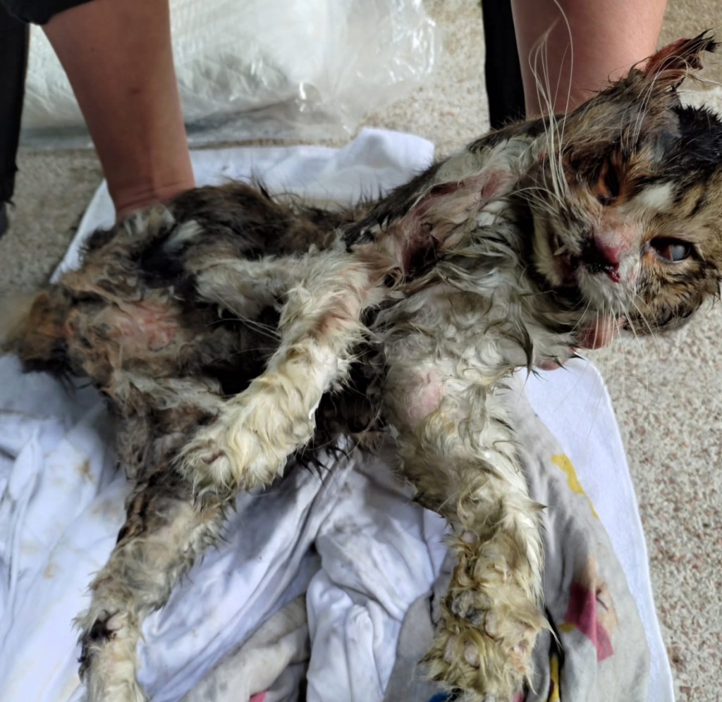 不幸往生的動物。