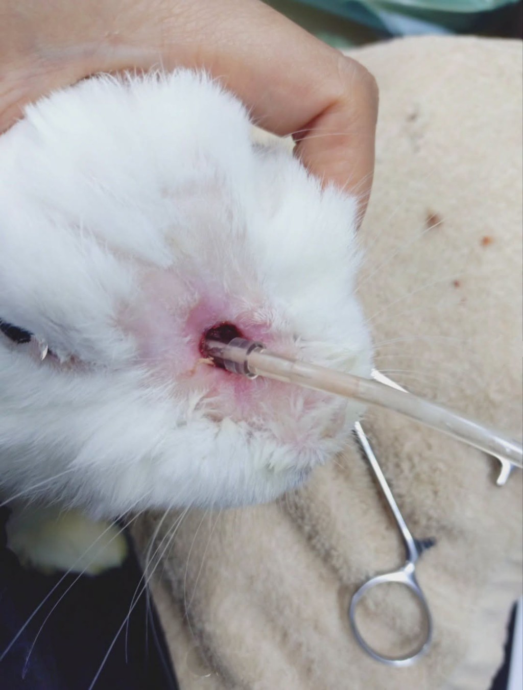 前主人移民而被棄養的Dottie，因牙根鼻腔感染嚴重，需要開造口沖洗。