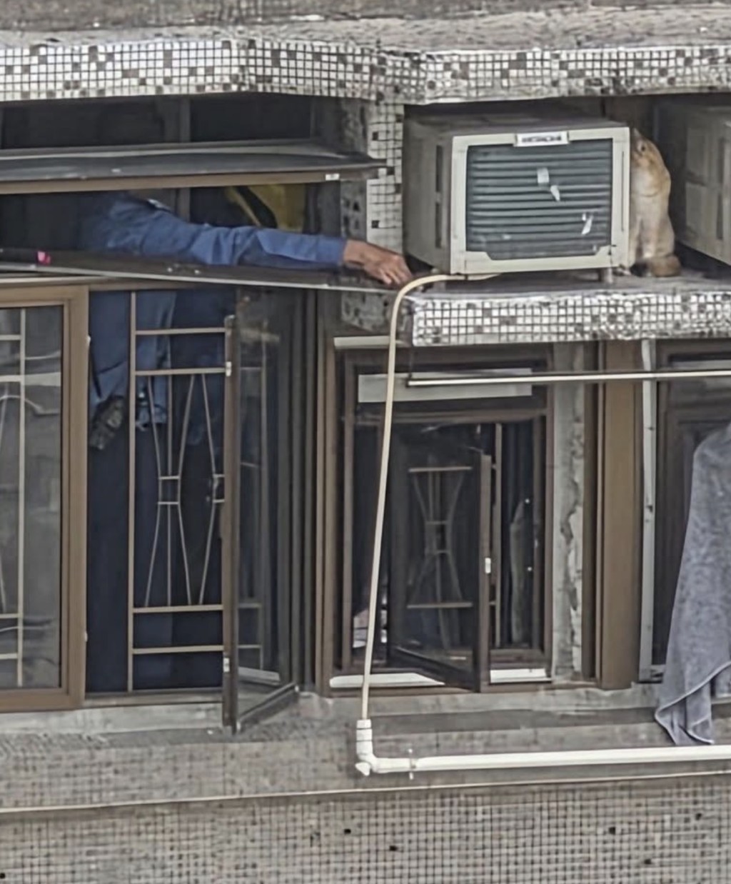 消防員用食物引貓貓，最後成功將牠引回室內。