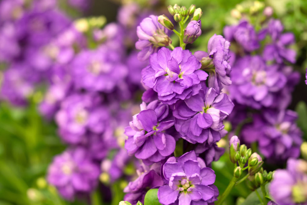 今屆花卉展特色是展場沿中軸線佈置的園圃特別融入濃厚香港特色,將紫羅蘭與本地風情元素巧妙結合 今屆花卉展特色是展場沿中軸線佈置的園圃特別融入濃厚香港特色,將紫羅蘭與本地風情元素巧妙結合