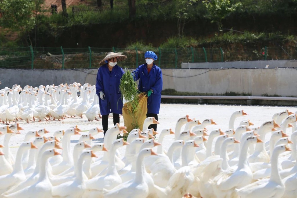 鵝養殖場為羽毛球提供隱定及優質的毛片，更為當地人製造職位，讓窮縣成功脫貧。