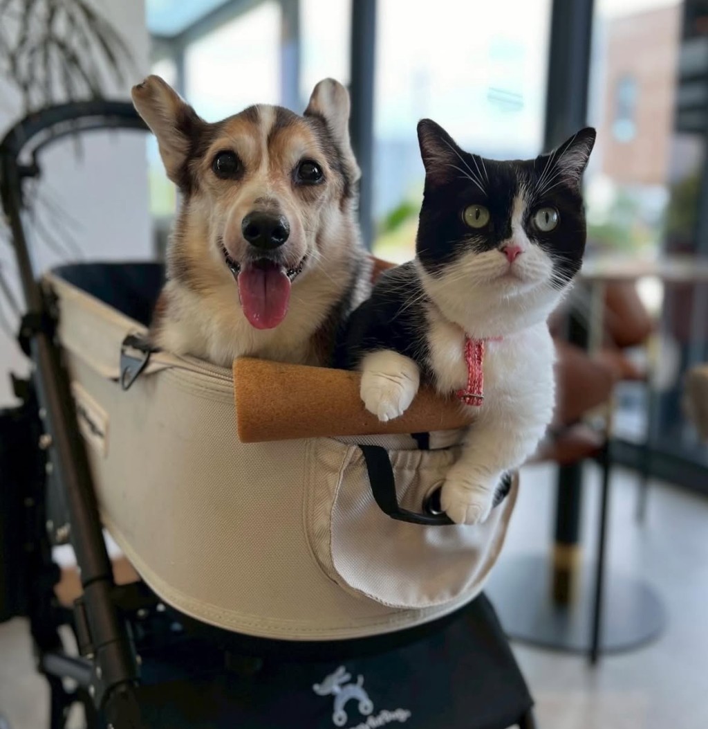 詹姓男子除了哥基還養了一隻貓,幸好都被分居牙醫妻接走。 詹姓男子除了哥基還養了一隻貓,幸好都被分居牙醫妻接走。