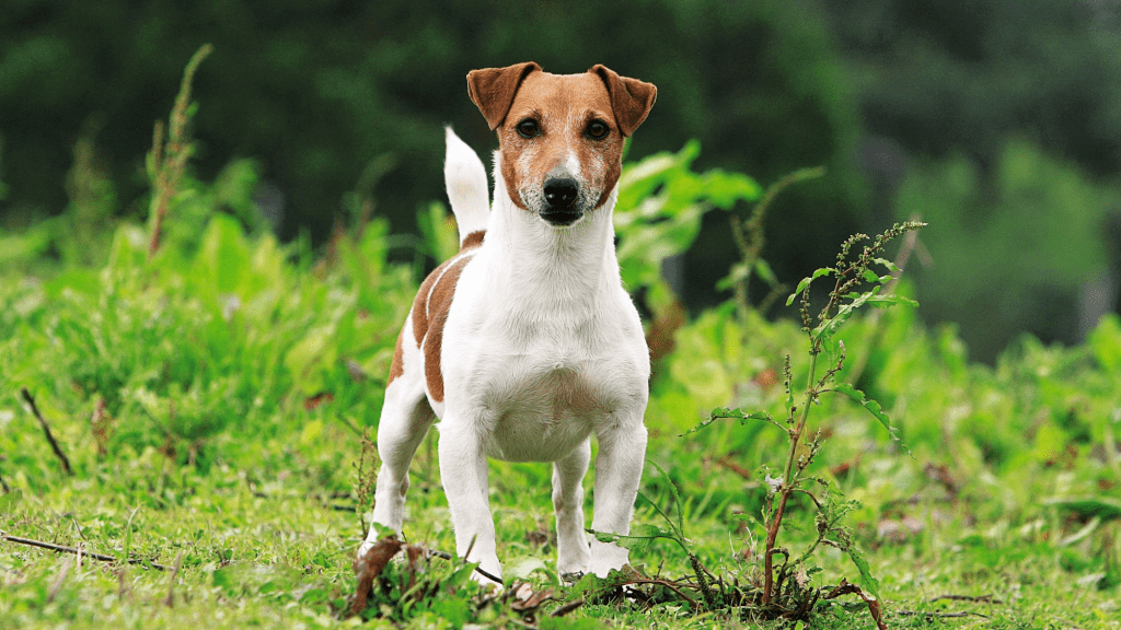 傑克羅素犬(Jack Russell Terrier) 傑克羅素犬(Jack Russell Terrier)
