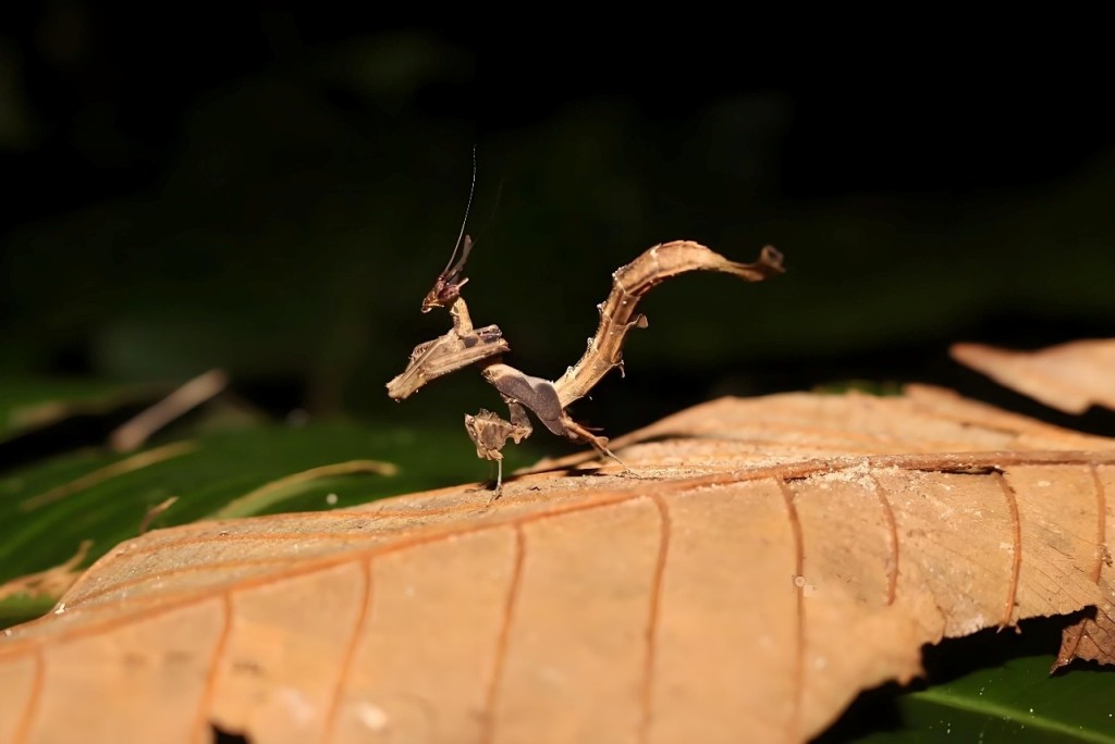 特別展出外形近似中國龍的「龍螳螂」。