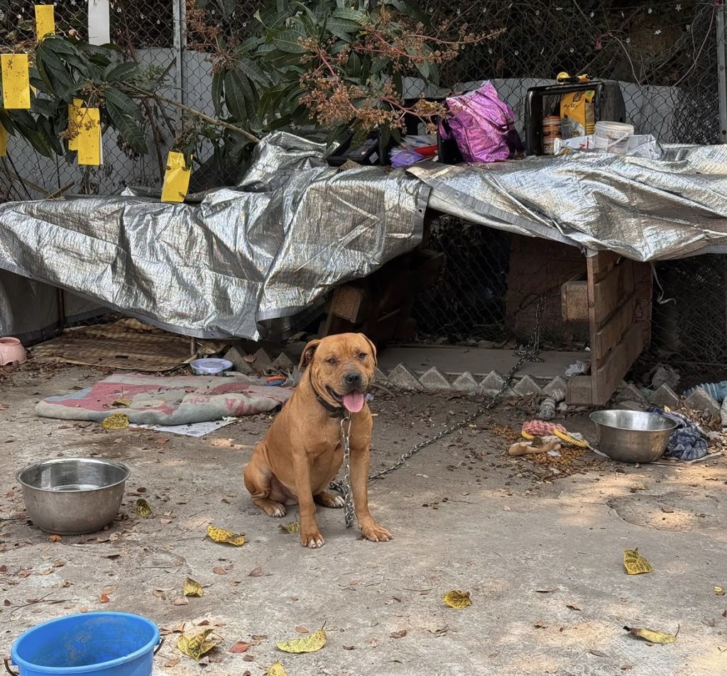 據本刊了解，涉事犬隻真正身份是混種美國惡霸犬，是一隻長期被鐵鏈鎖住的「籠鏈犬」，名叫「太陽仔」，今年5歲，一直住在車場。