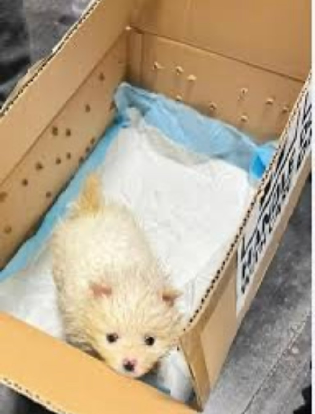 過去海關及漁護處多次截獲走私動物。 過去海關及漁護處多次截獲走私動物。