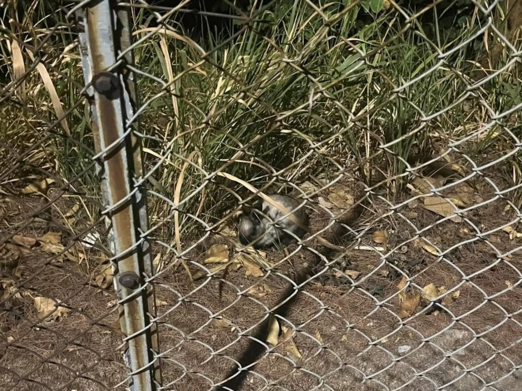 兔兔一時在路邊，一時走到鐵網內。