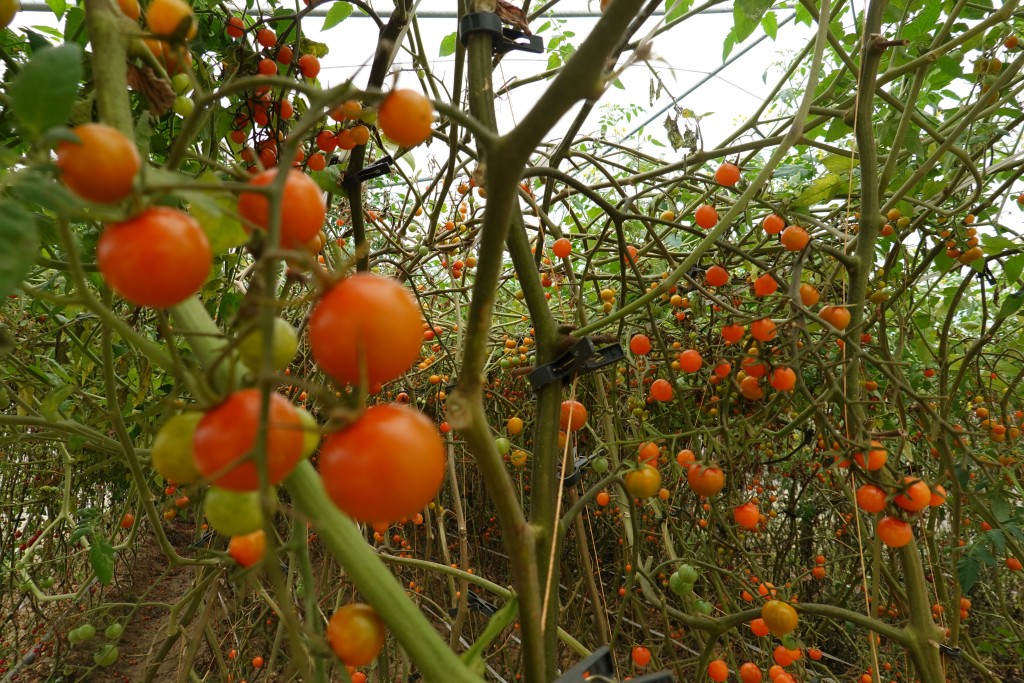 酵素「寶地」附近有車厘茄種植場，當中就使用了蛋殼酵素、咖啡渣酵素、豆渣酵素、果酵和魚肥等酵素
