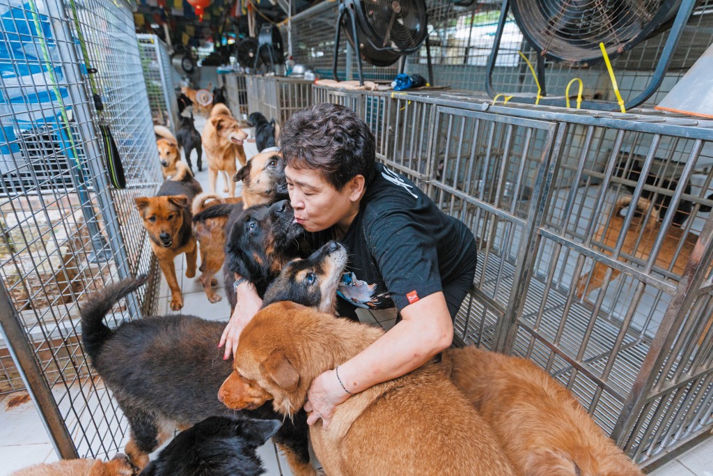 香港流浪狗之家創辦人Angela贊成嚴懲棄養人士，亦建議政府推動TNR絕育計劃，減少流浪狗數目。