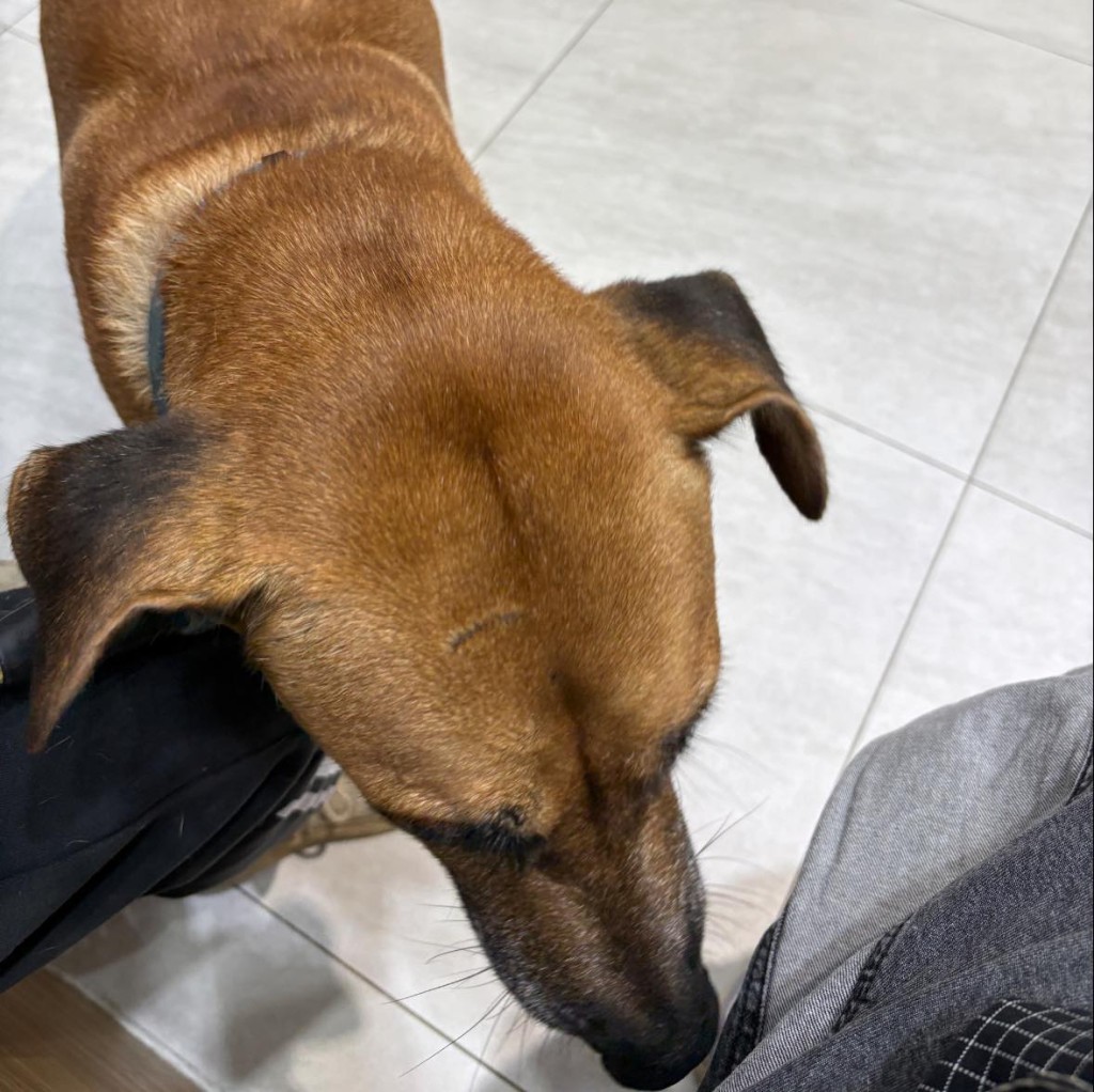 獨立義工陪同伯伯帶浪犬「Ruby」到獸醫診所接受身體檢查。 獨立義工陪同伯伯帶浪犬「Ruby」到獸醫診所接受身體檢查。