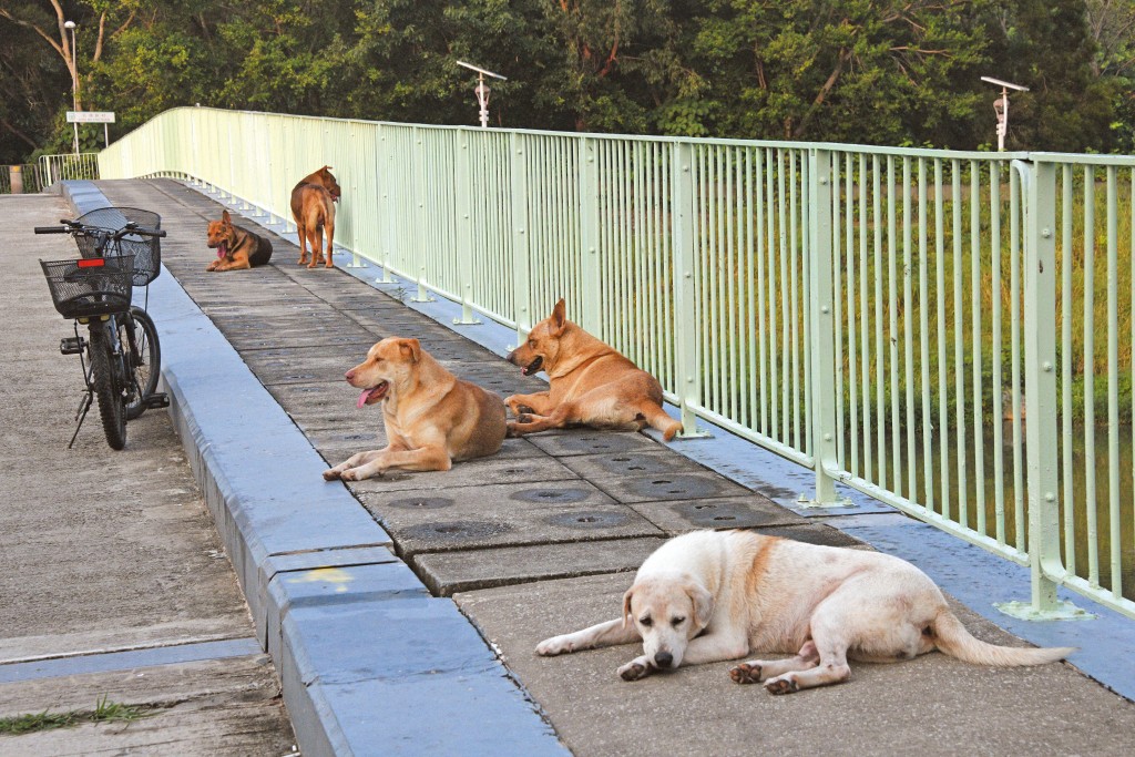 近月發生兩宗惡犬奪命悲劇，引發坊間對格鬥犬界定漏洞與大型犬規管的激烈爭端。