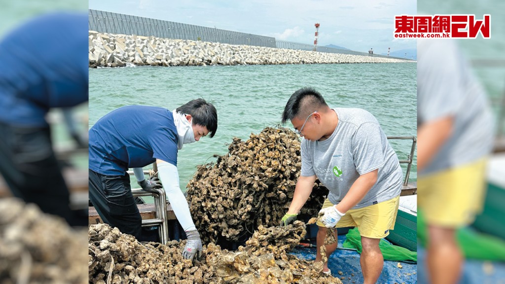 協會在機場第三跑道海堤附近放置蠔殼建造蠔礁。