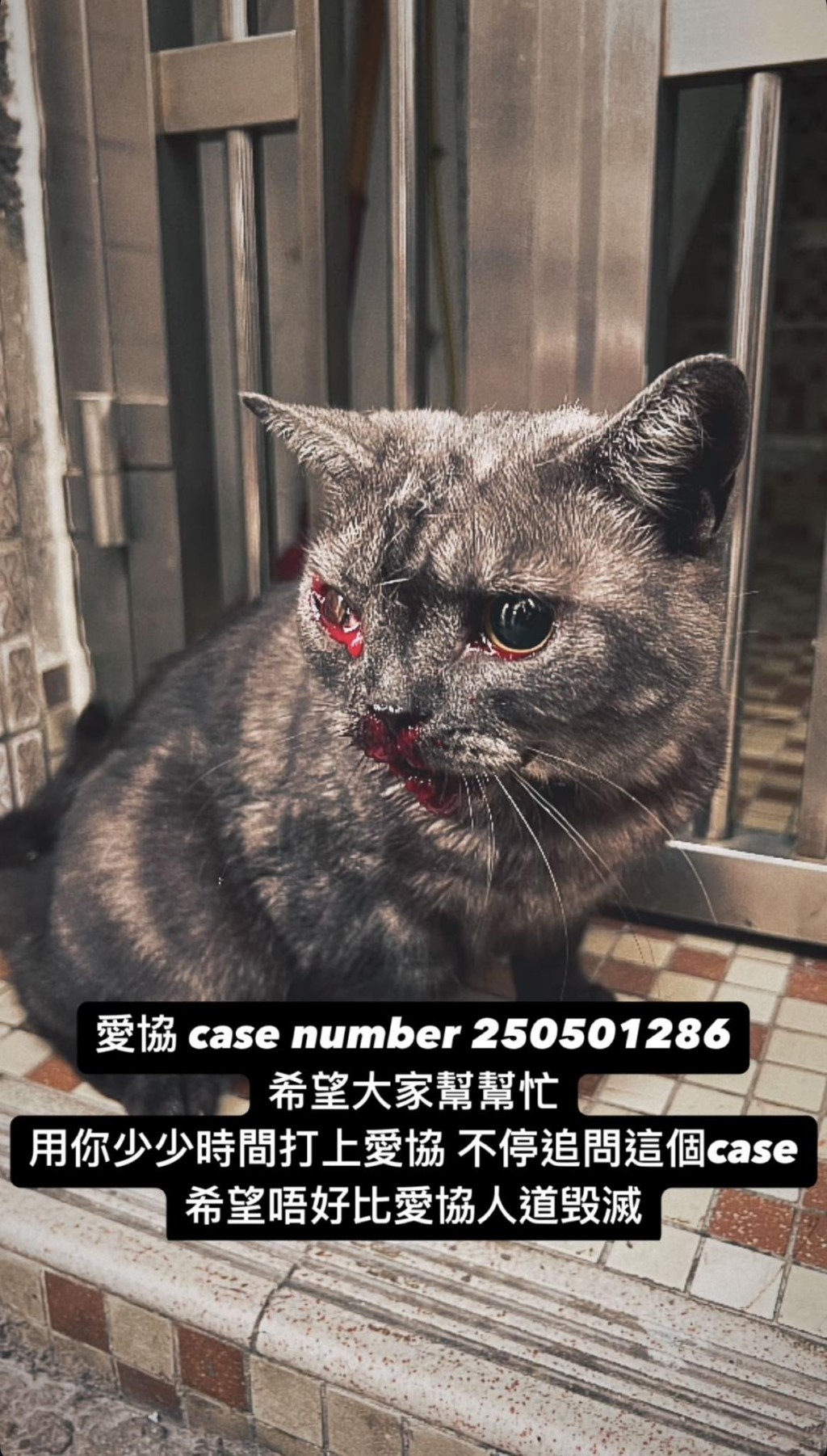 因市民怕貓咪被愛協人道毀滅,故呼籲大家幫手打電話到愛協查詢貓咪情況。 因市民怕貓咪被愛協人道毀滅,故呼籲大家幫手打電話到愛協查詢貓咪情況。